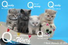 Unser Q-Wurf ist 7 Wochen alt geworden ( 23.09.2016 )