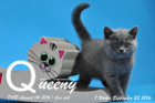 Queeny ist 7 Wochen alt geworden ( 23.09.2016 )