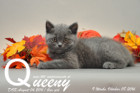 Queeny ist 9 Wochen alt geworden ( 08.10.2016 )