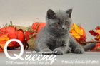 Queeny ist 9 Wochen alt geworden ( 08.10.2016 )