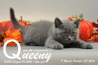 Queeny ist 9 Wochen alt geworden ( 08.10.2016 )