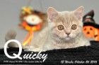 Quicky ist 12 Wochen alt geworden ( 26.10.2016 )