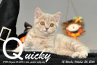 Quicky ist 12 Wochen alt geworden ( 26.10.2016 )