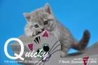 Quicky ist 7 Wochen alt geworden ( 23.09.2016 )