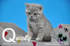 Quicky ist 7 Wochen alt geworden ( 23.09.2016 )