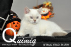 Quimiq ist 12 Wochen alt geworden ( 26.10.2016 )