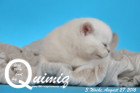 Quimiq ist 3 Wochen alt geworden ( 27.08.2016 )