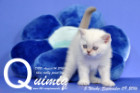 Quimiq ist 5 Wochen alt geworden ( 09.09.2016 )