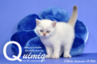 Quimiq ist 5 Wochen alt geworden ( 09.09.2016 )