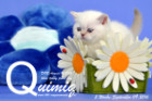 Quimiq ist 5 Wochen alt geworden ( 09.09.2016 )