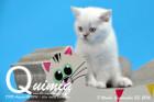 Quimiq ist 7 Wochen alt geworden ( 23.09.2016 )