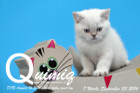 Quimiq ist 7 Wochen alt geworden ( 23.09.2016 )