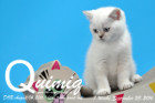 Quimiq ist 7 Wochen alt geworden ( 23.09.2016 )