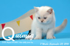 Quimiq ist 7 Wochen alt geworden ( 23.09.2016 )