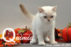 Quimiq ist 9 Wochen alt geworden ( 08.10.2016 )