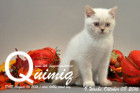 Quimiq ist 9 Wochen alt geworden ( 08.10.2016 )