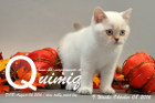Quimiq ist 9 Wochen alt geworden ( 08.10.2016 )