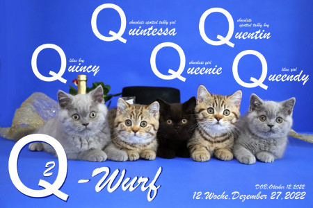 Unser Q2-Wurf ist 12 Wochen alt ( 27.12.2022 )
