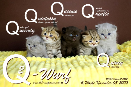Unser Q2-Wurf ist 4 Wochen alt ( 05.11.2022 )
