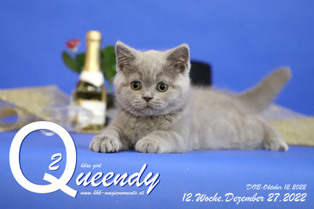 Queendy ist 12 Wochen alt ( 27.12.2022 )