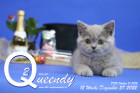 Queendy ist 12 Wochen alt ( 27.12.2022 )