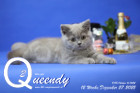 Queendy ist 12 Wochen alt ( 27.12.2022 )