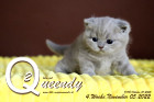 Queendy ist 4 Wochen alt ( 05.11.2022 )