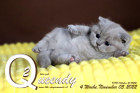 Queendy ist 4 Wochen alt ( 05.11.2022 )