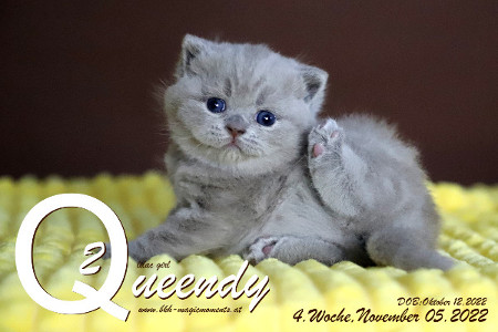 Queendy ist 4 Wochen alt ( 05.11.2022 )