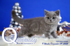 Queendy ist 9 Wochen alt ( 09.12.2022 )
