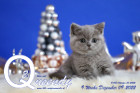 Queendy ist 9 Wochen alt ( 09.12.2022 )