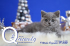 Queendy ist 9 Wochen alt ( 09.12.2022 )