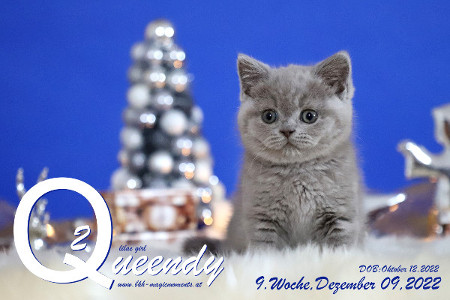 Queendy ist 9 Wochen alt ( 09.12.2022 )
