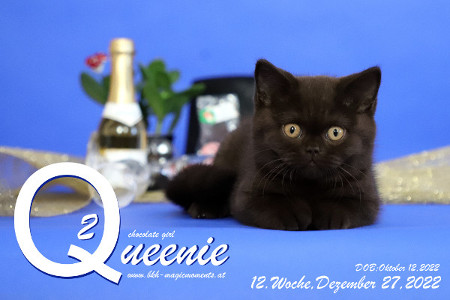 Queenie ist 12 Wochen alt ( 27.12.2022 )