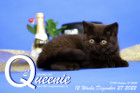 Queenie ist 12 Wochen alt ( 27.12.2022 )