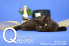 Queenie ist 12 Wochen alt ( 27.12.2022 )