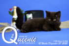Queenie ist 12 Wochen alt ( 27.12.2022 )