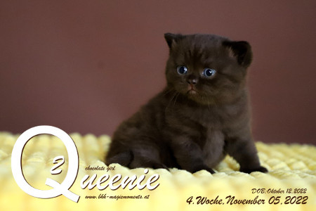 Queenie ist 4 Wochen alt ( 05.11.2022 )