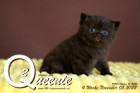 Queenie ist 4 Wochen alt ( 05.11.2022 )