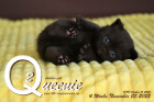 Queenie ist 4 Wochen alt ( 05.11.2022 )