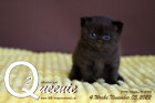 Queenie ist 4 Wochen alt ( 05.11.2022 )