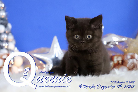 Queenie ist 9 Wochen alt ( 09.12.2022 )