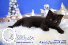 Queenie ist 9 Wochen alt ( 09.12.2022 )