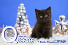 Queenie ist 9 Wochen alt ( 09.12.2022 )