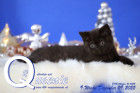 Queenie ist 9 Wochen alt ( 09.12.2022 )