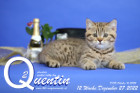 Quentin ist 12 Wochen alt ( 27.12.2022 )