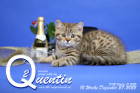 Quentin ist 12 Wochen alt ( 27.12.2022 )