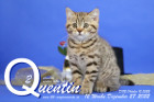 Quentin ist 12 Wochen alt ( 27.12.2022 )