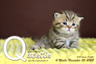 Quentin ist 4 Wochen alt ( 05.11.2022 )