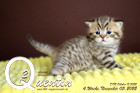 Quentin ist 4 Wochen alt ( 05.11.2022 )